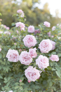 rose-garden-beverly-hills