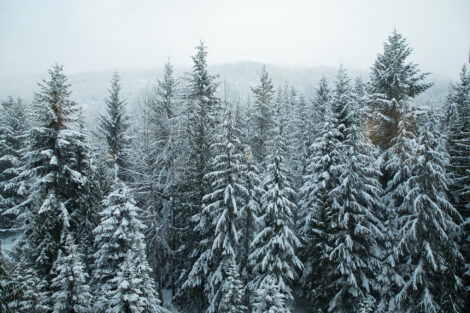 snow-capped-trees-travel