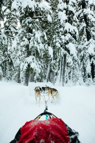 snow-dog-sled-adventure